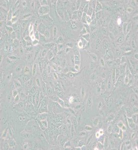 A549[A-549]人非小細胞肺癌細胞主圖