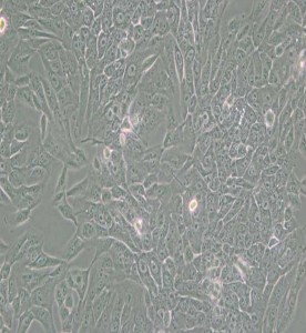 MCF-10A人正常乳腺上皮細胞主圖