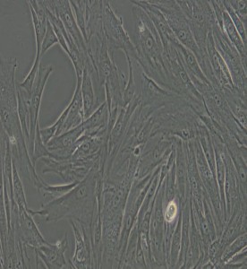 CCC-SMC-1兔主動脈平滑肌細胞主圖