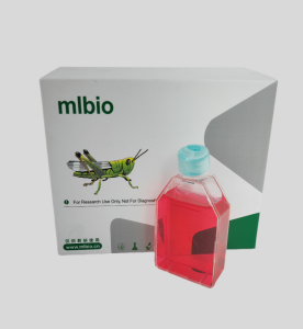 MDBK(NBL-1)牛腎細(xì)胞主圖