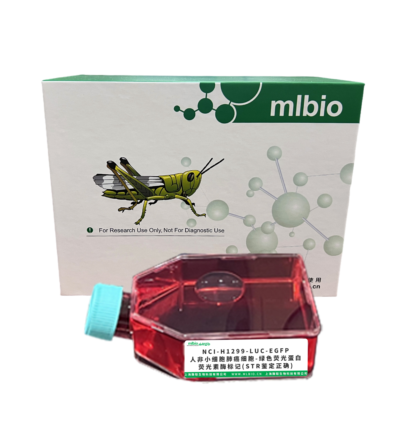 NCI-H1299-LUC-EGFP/人非小細胞肺癌細胞-綠色熒光蛋白-熒光素酶標(biāo)記(STR鑒定正確)主圖