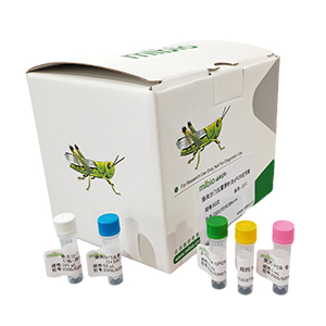 人CYP3A41G基因25343GT點突變探針法qPCR檢測試劑盒主圖
